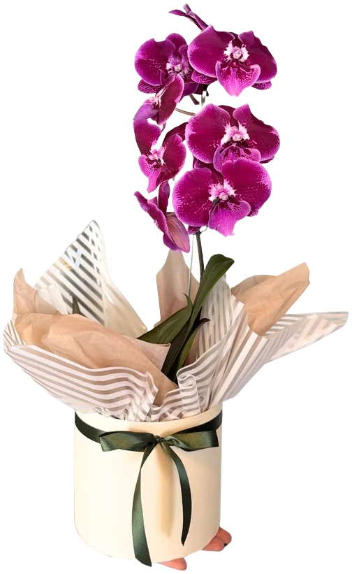 Orquídea
